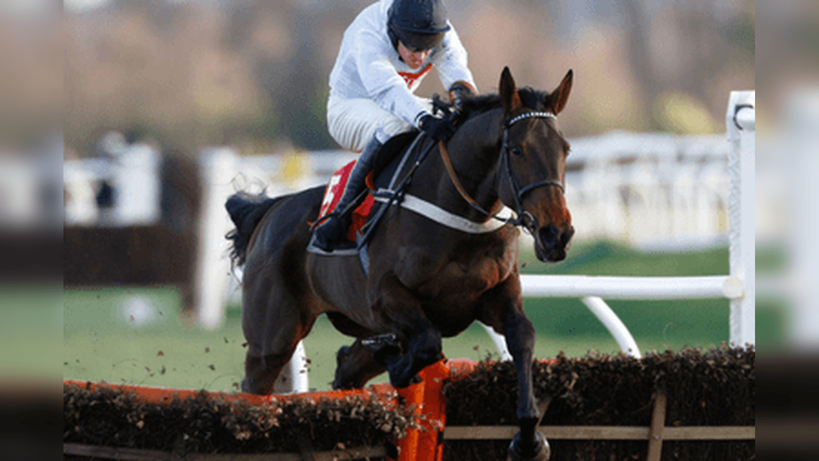 Tolworth Novices' Hurdle Betting Trends and Big Race Verdict